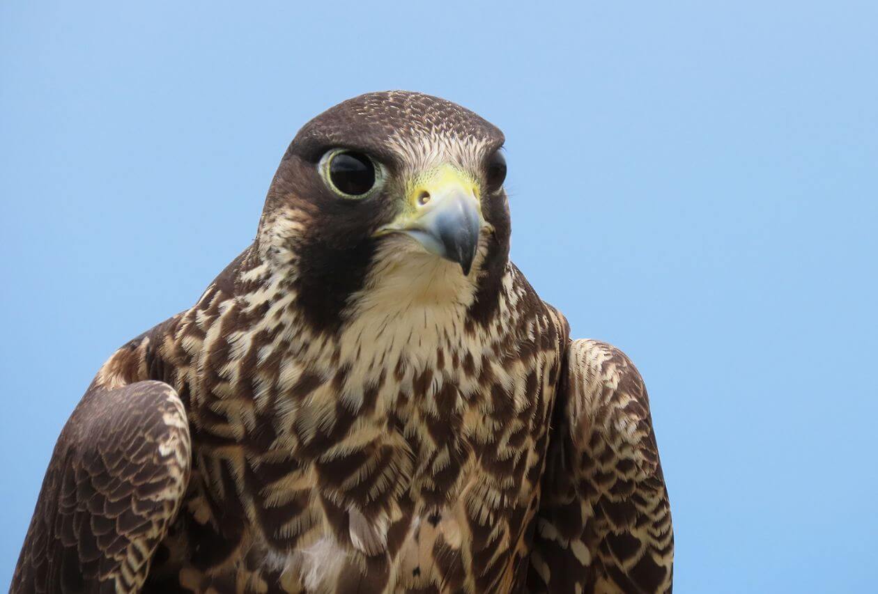 Free Summer Lecture: Falconry: Then and Now with the Raptor Education Foundation